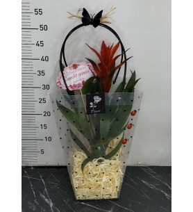 Çanta da Guzmania Çiçeği
